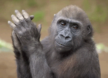 Quiz sobre gorilas: Quanto você sabe sobre esses primatas majestosos?