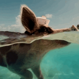Quiz om Bahamas: Hur mycket vet du om denna karibiska paradis?