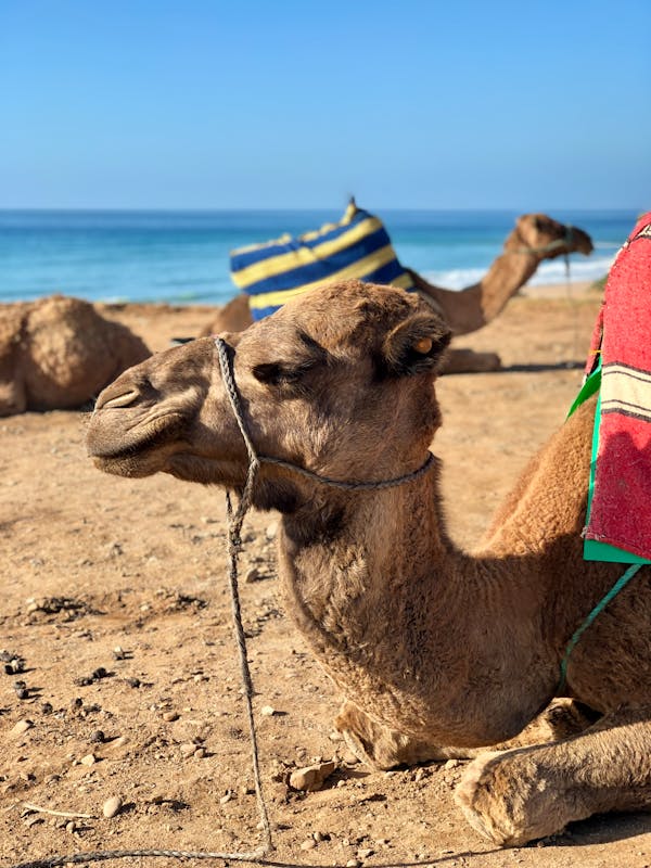 Quiz om Marocko: Hur mycket vet du om detta afrikanska land?