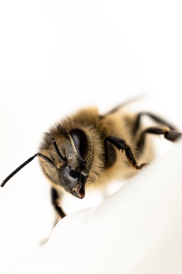 Quiz om bin: Hur mycket vet du om dessa fantastiska insekter?