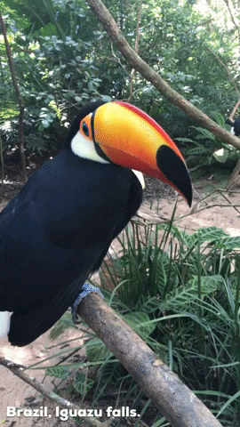 Quiz om tukaner: Hur mycket vet du om dessa exotiska fåglar?