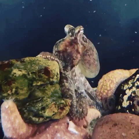 Quiz om Bläckfiskar: Hur mycket vet du om dessa fantastiska havsdjur?
