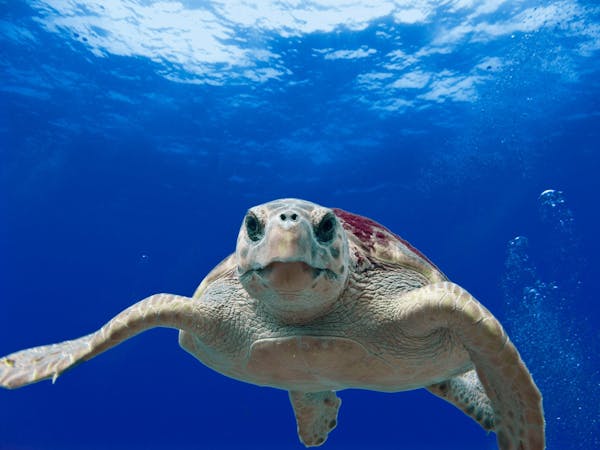 Quiz om havssköldpaddor: hur mycket vet du om dessa fascinerande varelser?