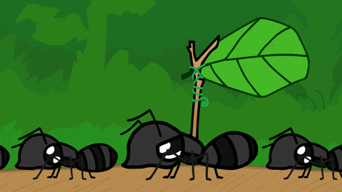 Myr-Quiz: Hur mycket vet du om dessa flitiga insekter?