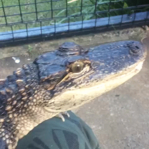 Quiz om Krokodiler: Hur mycket vet du om dessa reptiler?