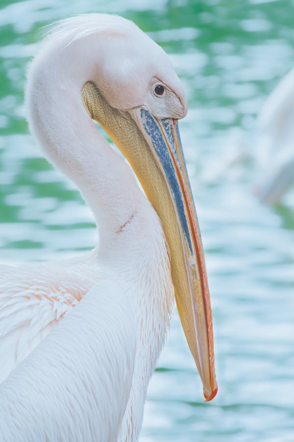 Quiz om Pelikaner: Hur mycket vet du om dessa havsfåglar?