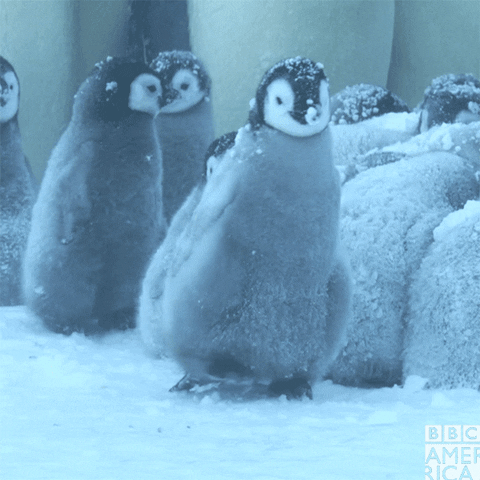 Testa dina kunskaper om pingviner med detta quiz!