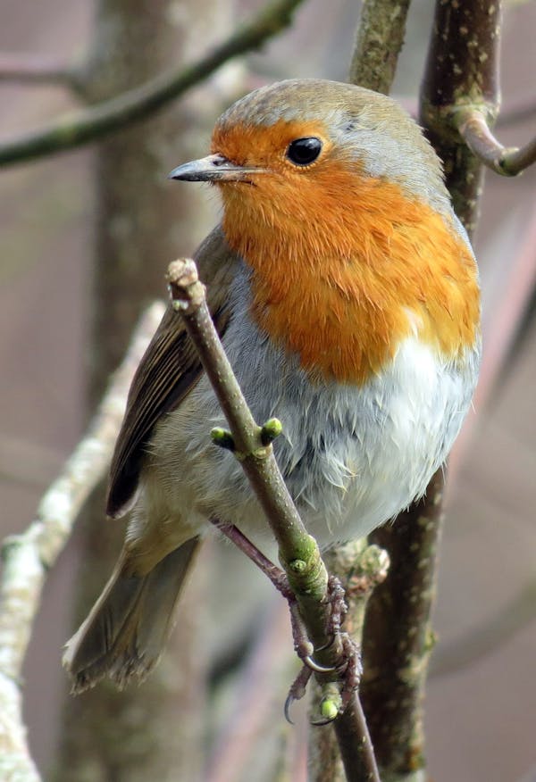 Quiz om rödhakar: Hur mycket vet du om dessa fåglar?