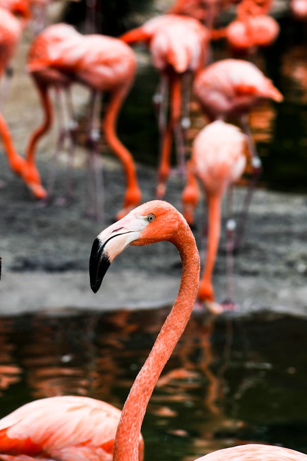 Quiz om Flamingos: Hur mycket vet du om dessa rosa fåglar?