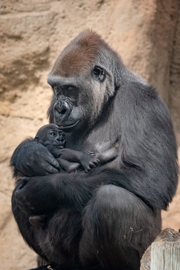 Quiz om gorillor: Hur mycket vet du om dessa majestätiska primater?
