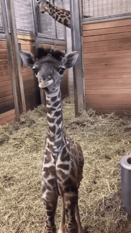 Quiz om Giraffer: Hur mycket vet du om dessa majestätiska djur?