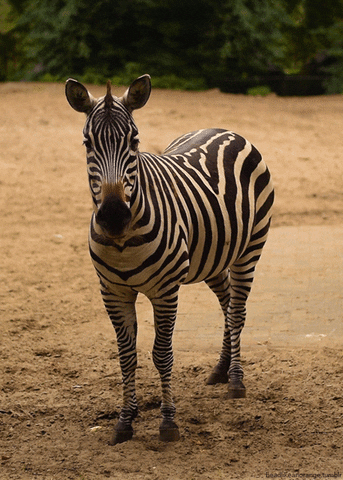 Zebra-quiz: Hur mycket vet du om dessa randiga djur?