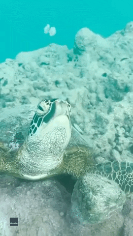 Quiz sur les tortues de mer: combien savez-vous sur ces créatures fascinantes?
