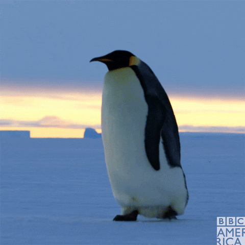 Testez vos connaissances sur les pingouins avec ce quiz!