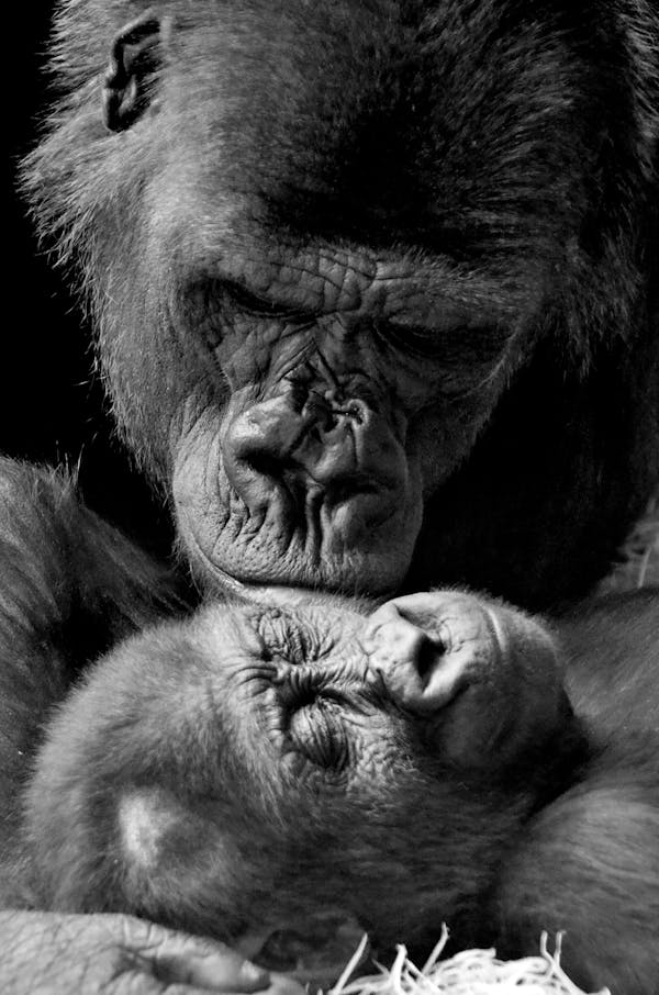 Quiz sur les gorilles : Combien connaissez-vous de ces majestueux primates ?