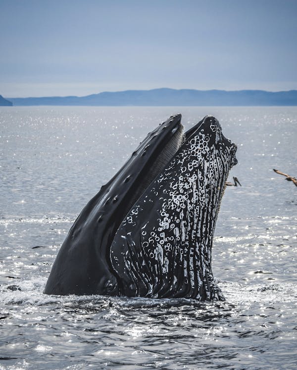 Quiz sur les baleines : Combien connaissez-vous sur ces géants des mers ?