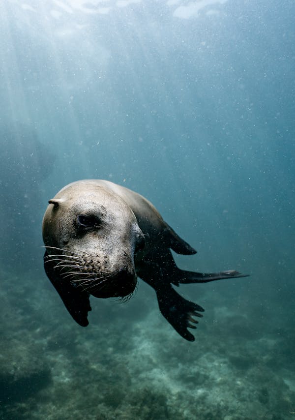 Quiz sur les Phoques: Combien en savez-vous sur ces animaux marins?