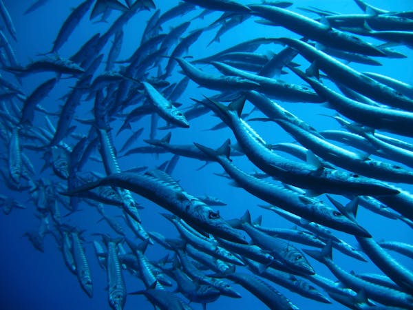 Quiz sur les Barracudas: Combien connaissez-vous sur ces prédateurs marins?