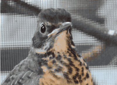 Quiz sui pettirossi: Quanto ne sai su questi uccelli?