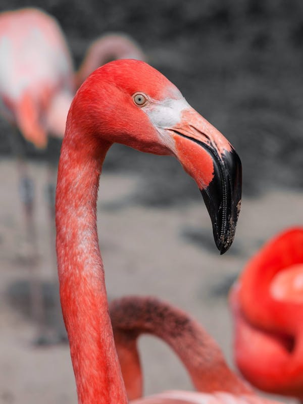 Quiz sui Fenicotteri: Quanto ne sai su questi uccelli rosa?