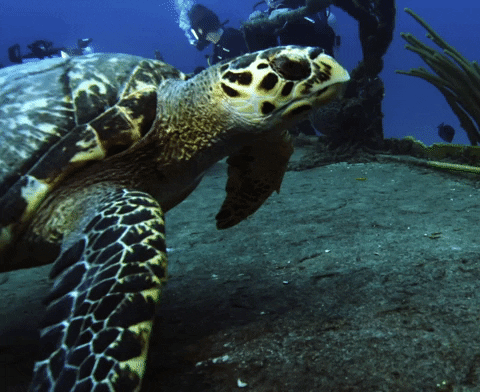 Quiz o żółwiach morskich: ile wiesz o tych fascynujących stworzeniach?