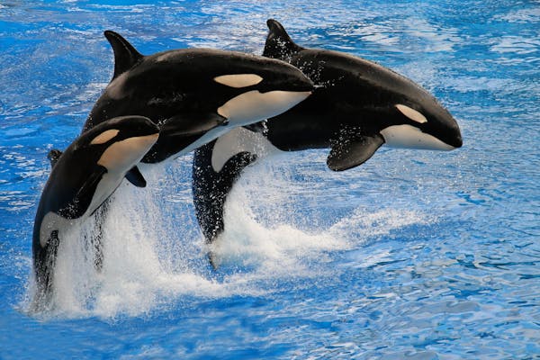 Quiz o orkach: Ile wiesz o tych majestatycznych stworzeniach morskich?