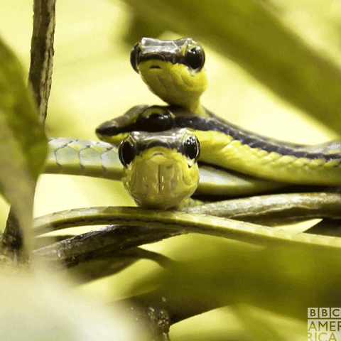 Quiz o Wężach: jak dobrze znasz te śmiałe gady?